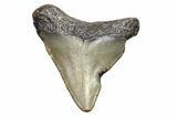 Bargain, Megalodon Tooth - North Carolina #152888-1